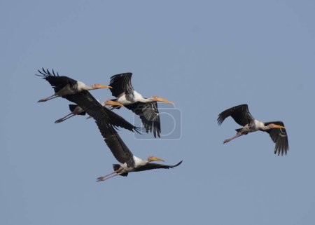 Téléchargez les photos : Oies volantes dans le ciel - en image libre de droit