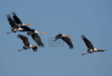 Photo for Flying geese in the sky - Royalty Free Image