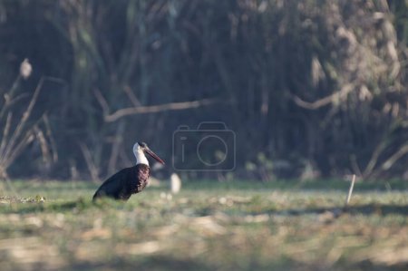 Téléchargez les photos : La cigogne à cou laineux ou cigogne à cou blanc - en image libre de droit