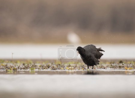 Photo for Coot bird closeup in wetland - Royalty Free Image