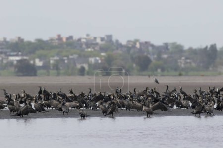Téléchargez les photos : Troupeau de cormorans - en image libre de droit