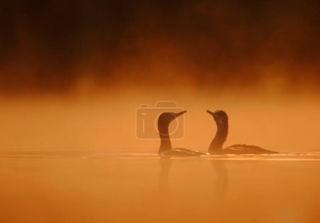 Téléchargez les photos : Belle vue des grands oiseaux cormorans dans l'eau au coucher du soleil - en image libre de droit