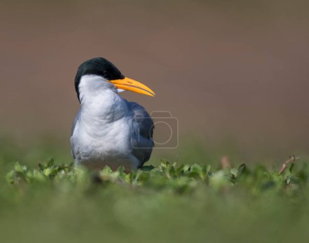 Photo for The river tern in green grass - Royalty Free Image