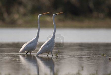 Téléchargez les photos : The great white egrets (Ardea alba) in pond - en image libre de droit
