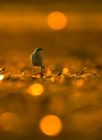 Photo for Wagtail bird at sunset - Royalty Free Image