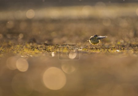 Photo for Wagtail bird at sunset - Royalty Free Image