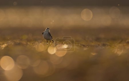 Photo for Little ringed plover at sunset - Royalty Free Image