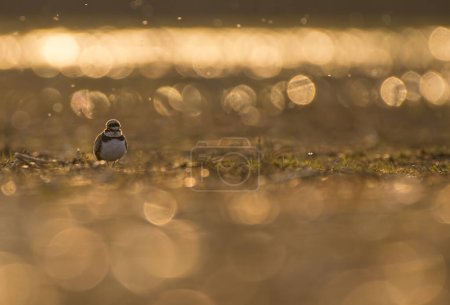 Foto de Little ringed plover at sunset - Imagen libre de derechos
