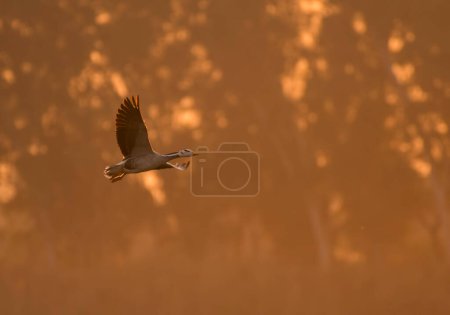 Téléchargez les photos : Oie volant au coucher du soleil - en image libre de droit