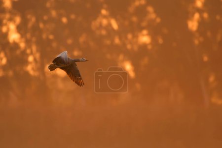 Téléchargez les photos : Oie volant au coucher du soleil - en image libre de droit