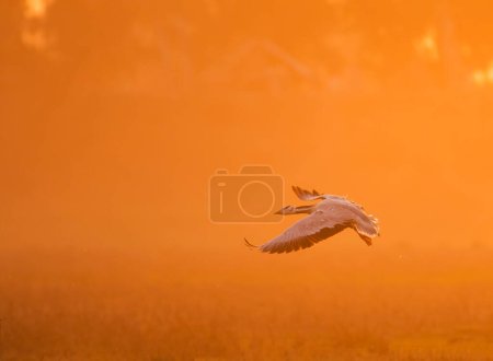 Foto de Ganso volando al atardecer - Imagen libre de derechos