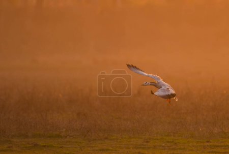 Téléchargez les photos : Goose flying at sunset - en image libre de droit