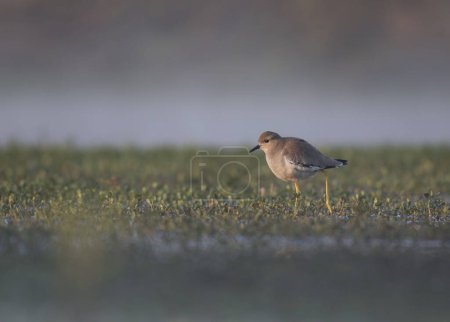 Photo for White-tailed lapwing (Vanellus leucurus) in wetland - Royalty Free Image