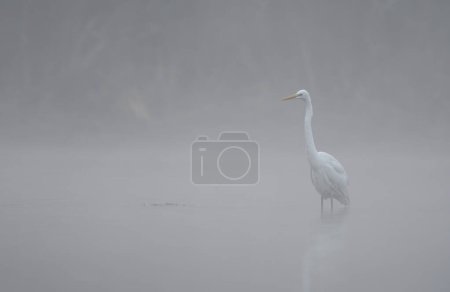 Téléchargez les photos : Grande aigrette dans l'étang pendant le brouillard - en image libre de droit