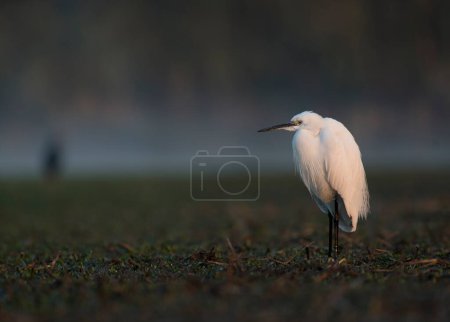 Téléchargez les photos : Little Egret in pond - en image libre de droit