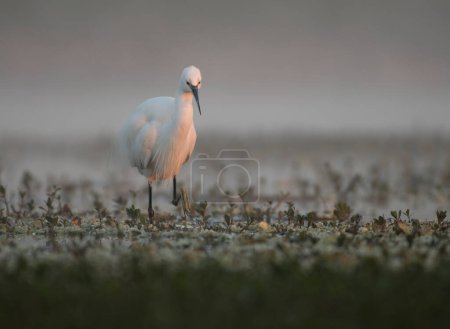 Téléchargez les photos : Little Egret in pond - en image libre de droit