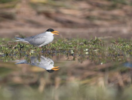 Photo for The river tern in wetland - Royalty Free Image