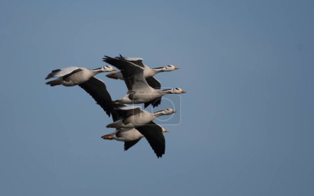 Photo for Flock of bar-headed geese (Anser indicus ) - Royalty Free Image