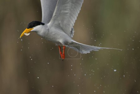 Téléchargez les photos : Sterne de rivière volant avec des poissons - en image libre de droit