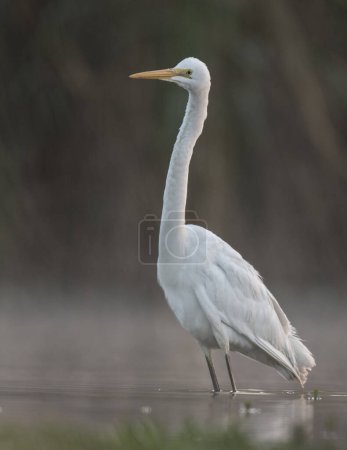 Foto de The great egret, also known as the common egret in lake - Imagen libre de derechos