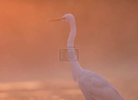 Téléchargez les photos : Grande aigrette dans l'étang au coucher du soleil - en image libre de droit