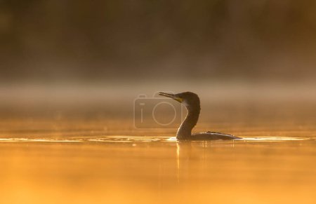 Téléchargez les photos : Belle vue du grand cormoran dans l'eau au coucher du soleil - en image libre de droit
