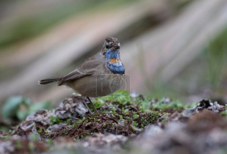 Foto de Un primer plano de pájaro de garganta azul - Imagen libre de derechos