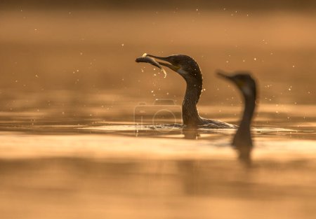 Photo for Great cormorant playing on the river - Royalty Free Image