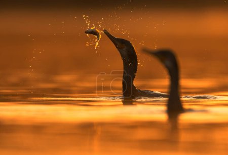 Téléchargez les photos : Grand cormoran jouant sur la rivière - en image libre de droit