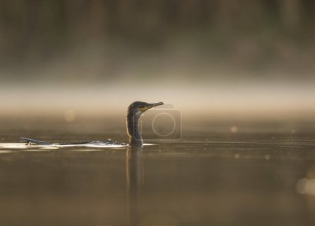 Foto de Hermosa vista de gran cormorán en el agua al atardecer - Imagen libre de derechos