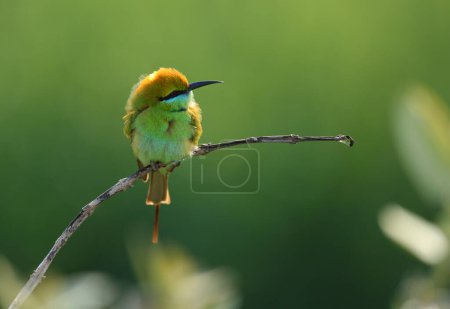 Photo for Closeup view of beautiful green bee-eater in natural habitat - Royalty Free Image