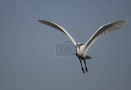 Photo for Pallas's Gull (Larus ichthyaetus) in a flight - Royalty Free Image