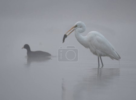 Photo for The Great Egret (Ardea alba) fishing in lake - Royalty Free Image
