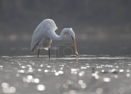 Photo for The Great Egret (Ardea alba) fishing in lake - Royalty Free Image