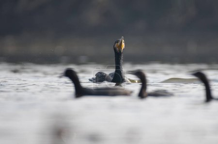 Téléchargez les photos : Grand Cormoran dans l'eau sur une rive de rivière. - en image libre de droit