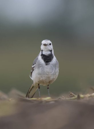 Photo for The White wagtail at sunrise - Royalty Free Image