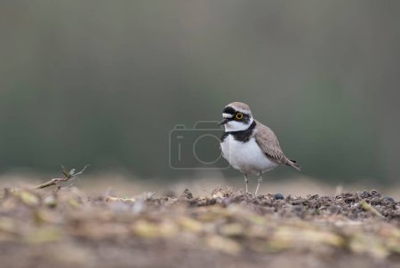 Photo for Little ringed plover portrait - Royalty Free Image