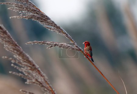 Photo for Red avadavat, red munia or strawberry finch bird - Royalty Free Image