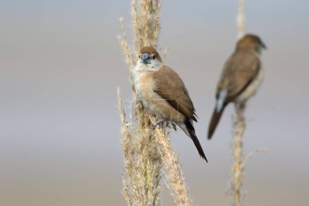 Foto de Aves Silverbill indias en medio ambiente natural - Imagen libre de derechos