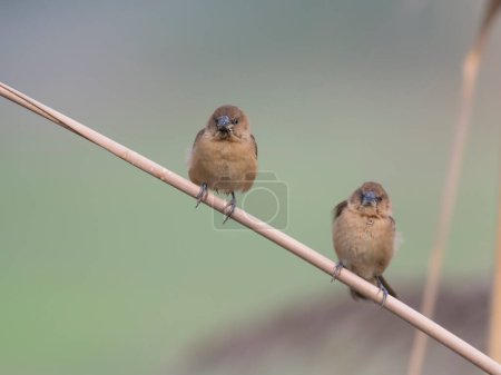 Téléchargez les photos : Spotted munia birds in the Morning - en image libre de droit