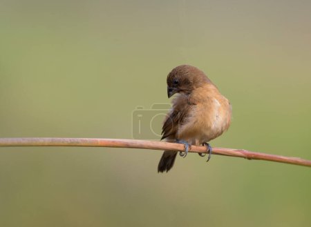 Photo for Spotted Munia cleaning feathers on perch - Royalty Free Image