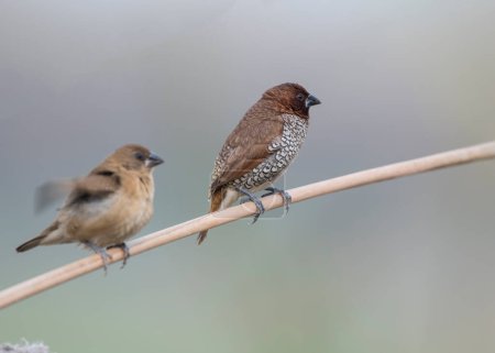 Téléchargez les photos : Munia tacheté ou Munia tacheté Scaly oiseaux sur la branche de l'arbre - en image libre de droit
