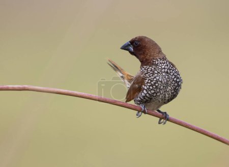 Photo for Spotted munia Male with green backdrop - Royalty Free Image