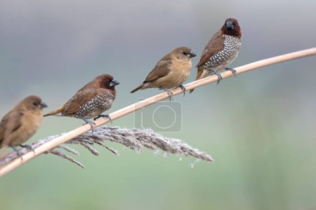 Téléchargez les photos : Spotted Munia birds in The morning - en image libre de droit