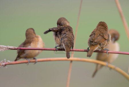 Téléchargez les photos : Flock of birds, Spotted Munia birds - en image libre de droit