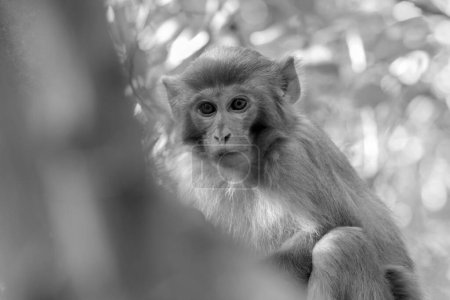 Foto de Rhesus makaque mono, de cerca. Blanco y negro - Imagen libre de derechos