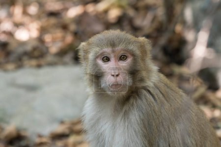Foto de Rhesus macaque monkey, close up - Imagen libre de derechos