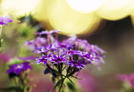 Foto de Hermosas flores de colores en el jardín a la hora de verano - Imagen libre de derechos