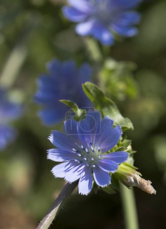 Téléchargez les photos : Fleurs bleues d'une plante sauvage - en image libre de droit