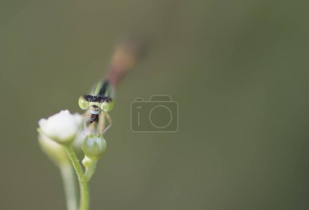 Téléchargez les photos : Vue rapprochée de belle libellule à la nature - en image libre de droit